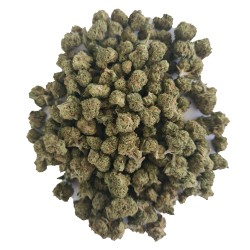 SMALL BUD Fleur de CBD