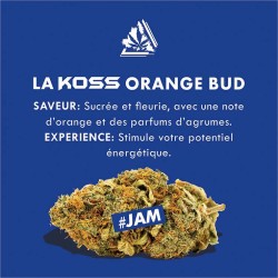 Fleur de CBD ORANGE BUD...