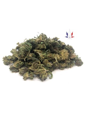 Little French fleur de CBD