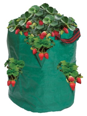 Sac de fraises/herbes